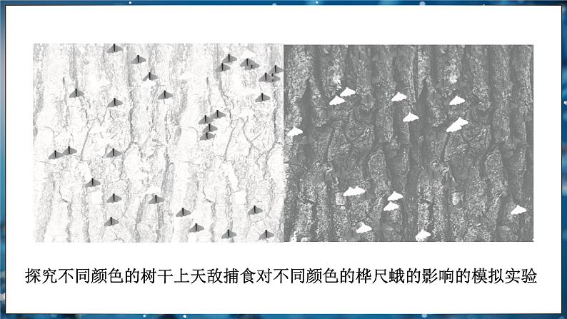 7.3.3 生物进化的原因（ 课件）-2024-2025学年人教版生物八年级下册第7页