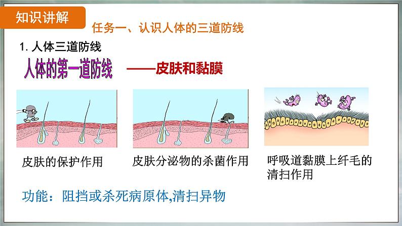 8.1.2 免疫与计划免疫（ 课件）-2024-2025学年人教版生物八年级下册第6页