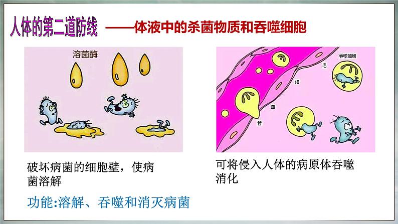 8.1.2 免疫与计划免疫（ 课件）-2024-2025学年人教版生物八年级下册第7页