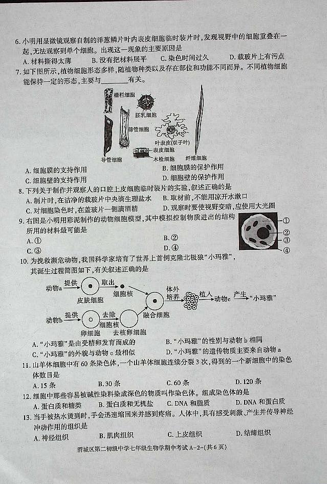 陕西省咸阳市渭城区第二初级中学七年级生物2024-2025年第一学期期中考试第2页