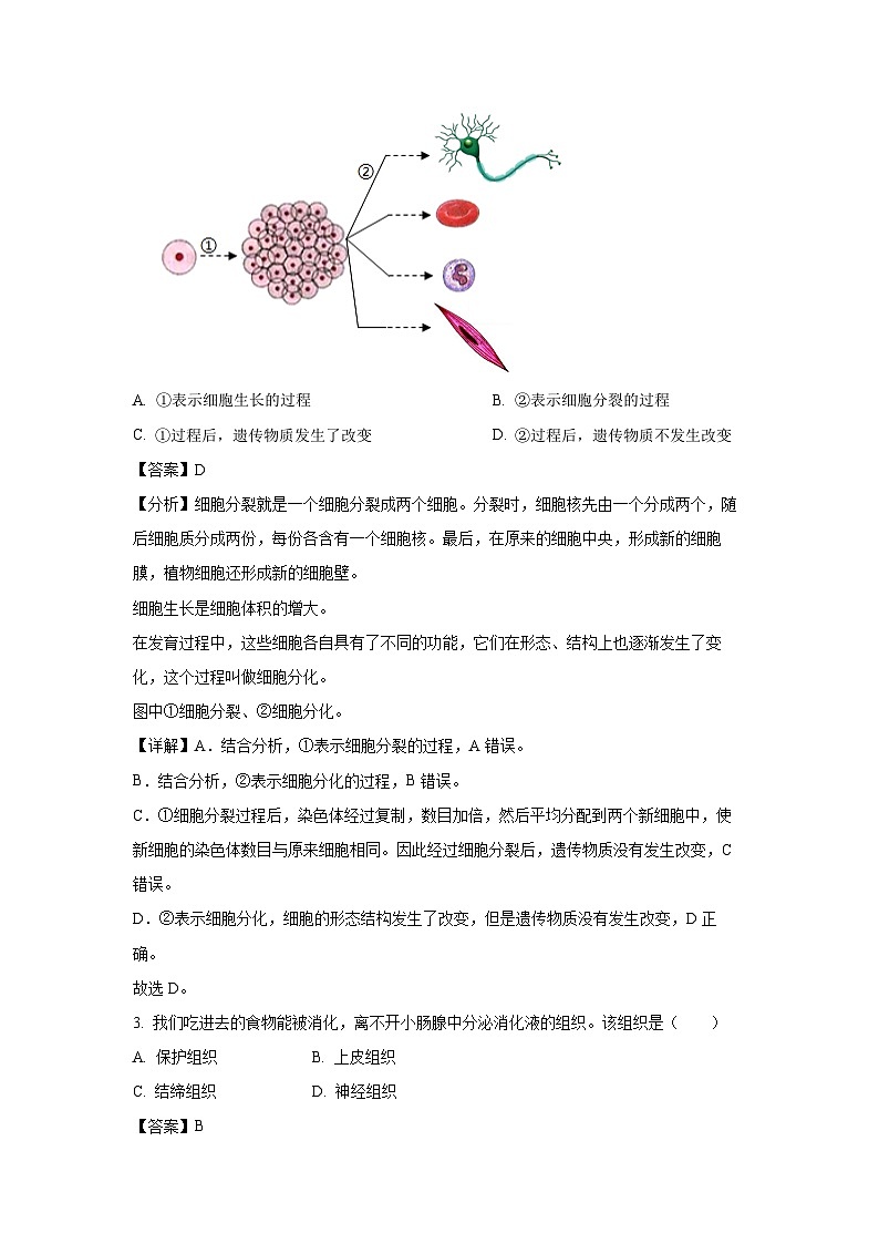 2024-2025学年陕西省西安市雁塔区七年级(上)期中生物试卷(解析版)第2页