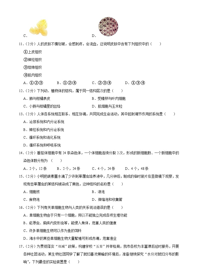 湖南省祁阳市浯溪第二中学2024-2025学年七年级上学期期中学情监测生物试卷-A4第3页