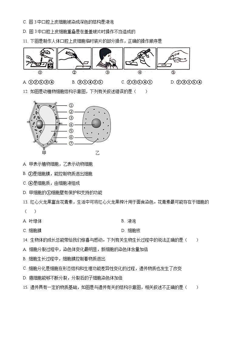 山东省青岛市青岛超银中学2024-2025学年七年级上学期期中生物学试题（原卷版）-A4第3页