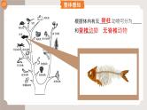 复习专题一 动物的主要类群（串讲课件）-2024-2025学年八年级生物上学期期末考点大串讲（人教版）