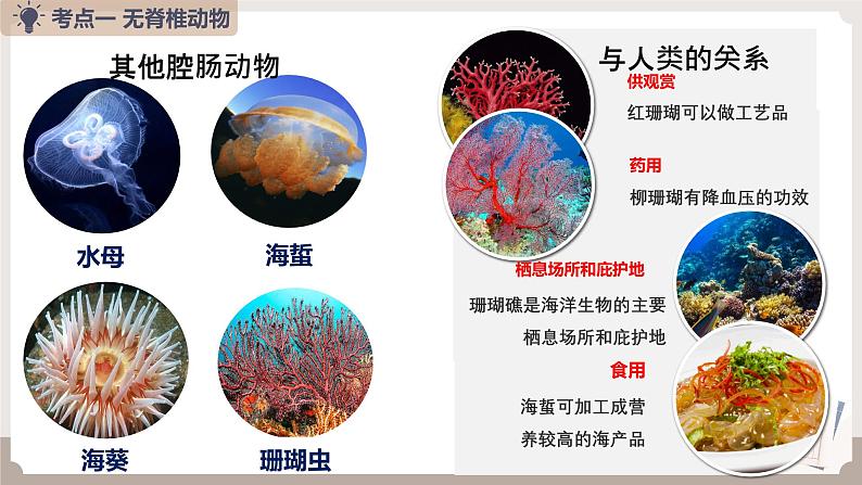 复习专题一 动物的主要类群（串讲课件）-2024-2025学年八年级生物上学期期末考点大串讲（人教版）第7页