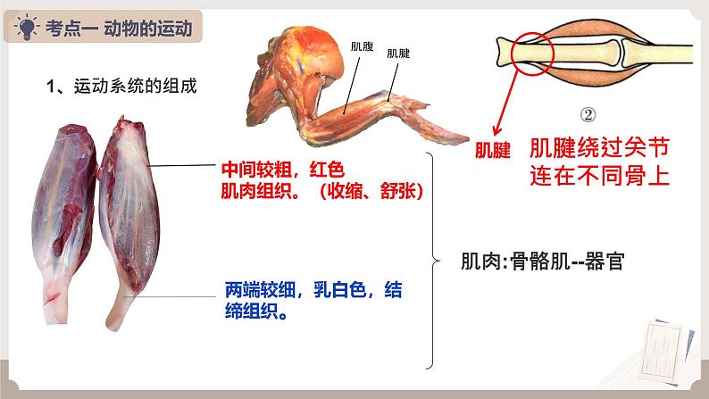 复习专题二 动物的运动和行为+动物在生物圈中的作用（串讲课件）-2024-2025学年八年级生物上学期期末考点大串讲（人教版）第6页