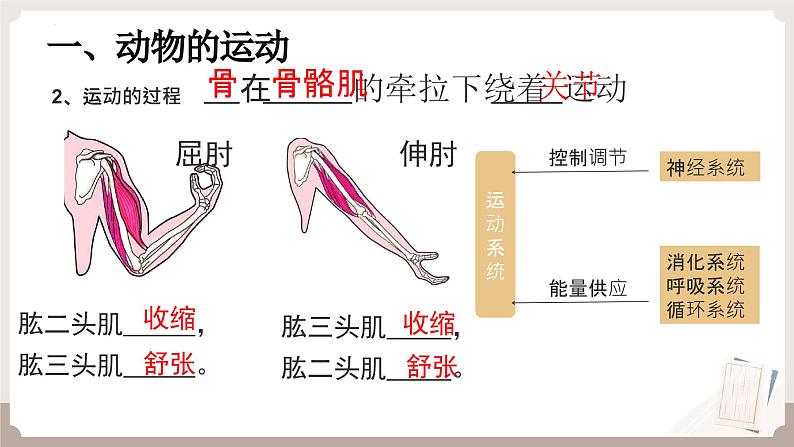 复习专题二 动物的运动和行为+动物在生物圈中的作用（串讲课件）-2024-2025学年八年级生物上学期期末考点大串讲（人教版）第7页