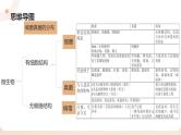 复习专题三 细菌、真菌和病毒（串讲课件）-2024-2025学年八年级生物上学期期末考点大串讲（人教版）