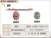 复习专题三 细菌、真菌和病毒（串讲课件）-2024-2025学年八年级生物上学期期末考点大串讲（人教版）