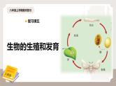 复习专题五 生物的生殖和发育（串讲课件）-2024-2025学年八年级生物上学期期末考点大串讲（人教版）