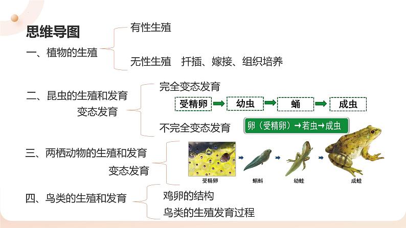 复习专题五 生物的生殖和发育（串讲课件）-2024-2025学年八年级生物上学期期末考点大串讲（人教版）第3页