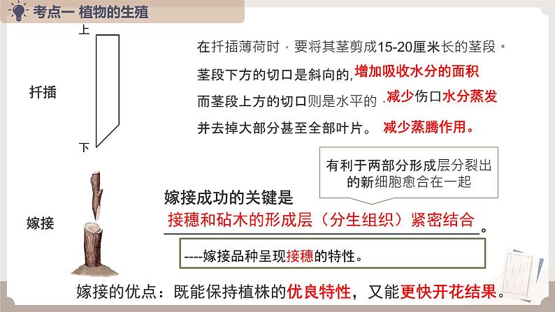 复习专题五 生物的生殖和发育（串讲课件）-2024-2025学年八年级生物上学期期末考点大串讲（人教版）第5页