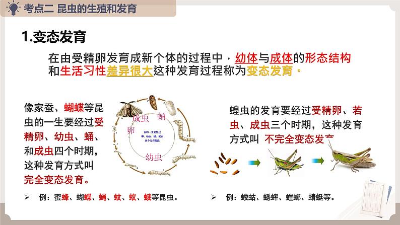 复习专题五 生物的生殖和发育（串讲课件）-2024-2025学年八年级生物上学期期末考点大串讲（人教版）第8页