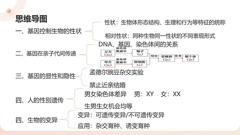 复习专题六 生物的遗传与变异（串讲课件）-2024-2025学年八年级生物上学期期末考点大串讲（人教版）第3页