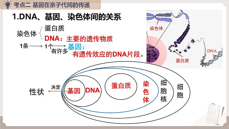 复习专题六 生物的遗传与变异（串讲课件）-2024-2025学年八年级生物上学期期末考点大串讲（人教版）第6页