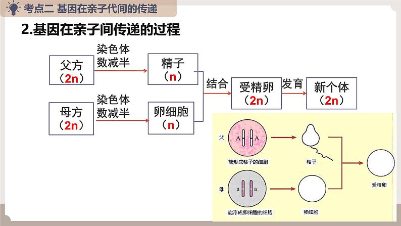 复习专题六 生物的遗传与变异（串讲课件）-2024-2025学年八年级生物上学期期末考点大串讲（人教版）第7页