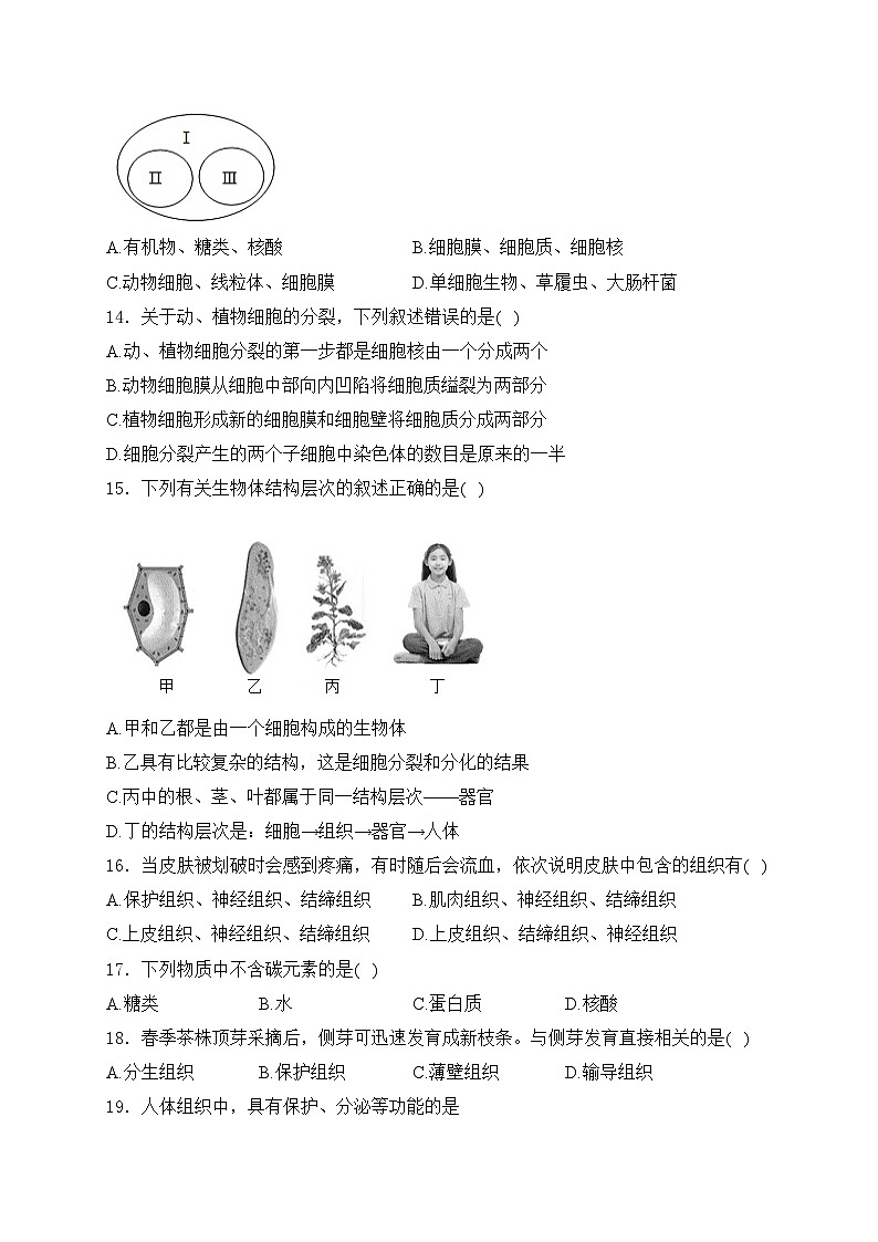 吉林省长春市农安县2024-2025学年七年级上学期10月期中考试生物试卷(含答案)第3页