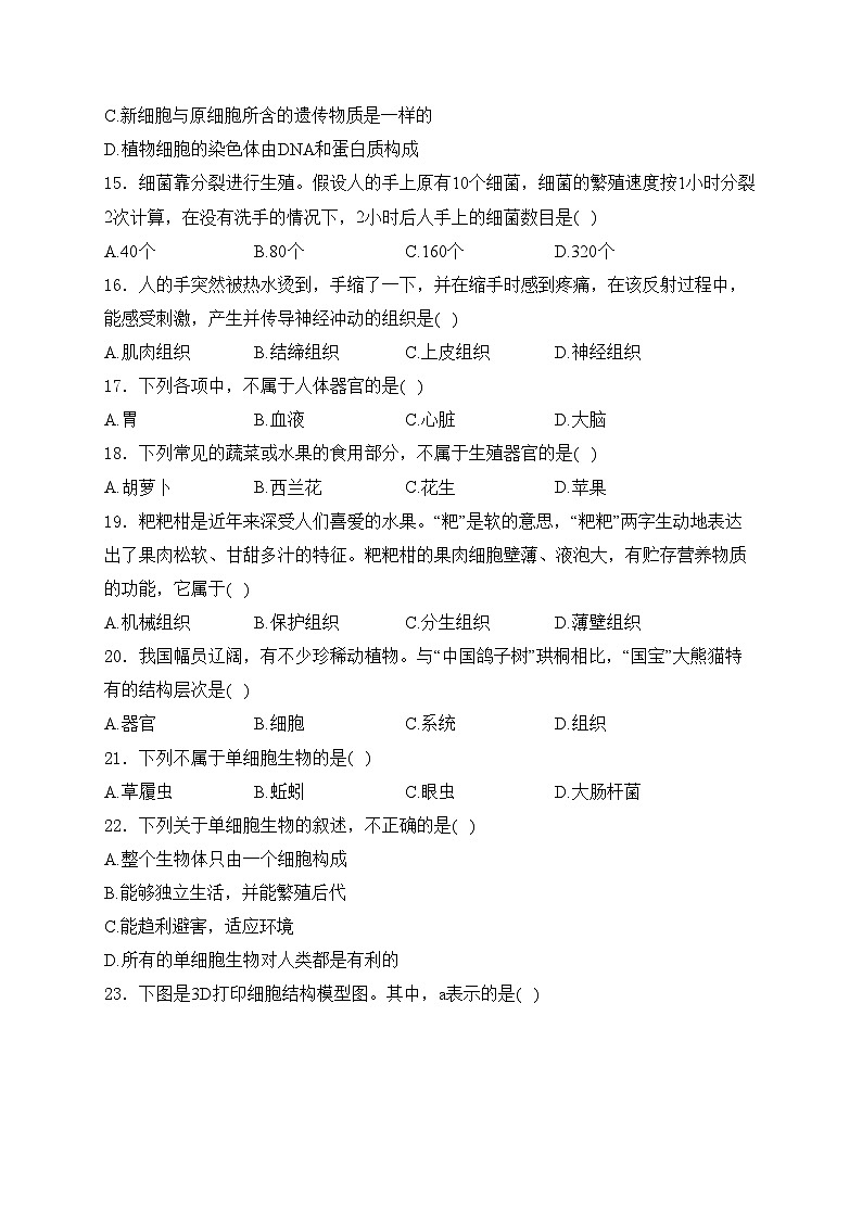 云南省昭通市绥江县2024-2025学年七年级上学期期中考试生物试卷(含答案)第3页