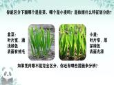 初中  生物  人教版（2024）  七年级上册第一节 观察周边环境中的生物 课件