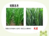 初中  生物  人教版（2024）  七年级上册第一节 观察周边环境中的生物 课件