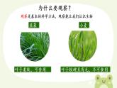 初中  生物  人教版（2024）  七年级上册第一节 观察周边环境中的生物 课件