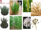 初中  生物  人教版（2024）  七年级上册第一节 观察周边环境中的生物 课件
