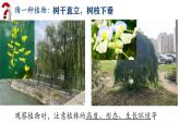 初中  生物  人教版（2024）  七年级上册第一节 观察周边环境中的生物 课件
