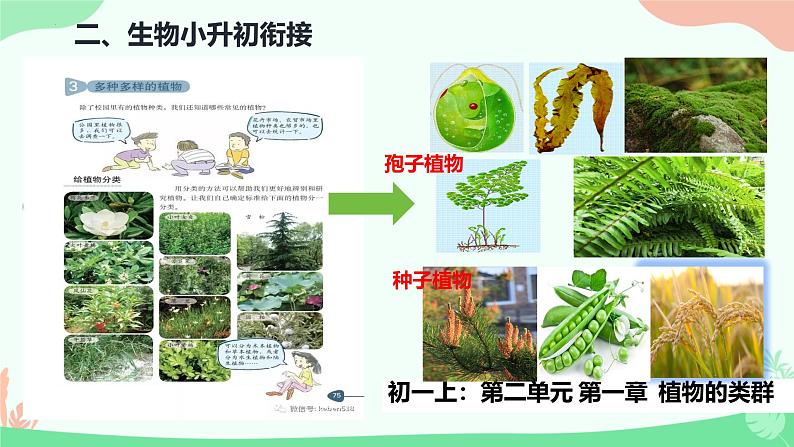 初中  生物  人教版（2024）  七年级上册第一节 观察周边环境中的生物 课件第3页