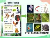 初中  生物  人教版（2024）  七年级上册第一节 观察周边环境中的生物 课件