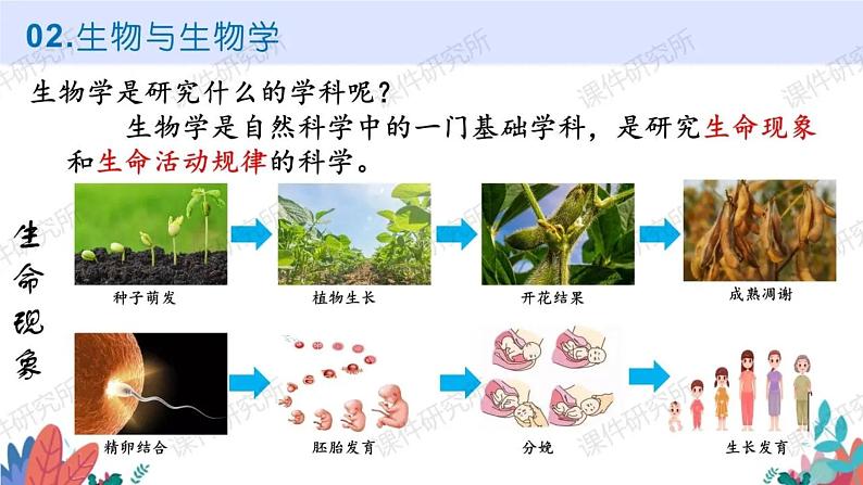 初中  生物  人教版（2024）  七年级上册第一节 观察周边环境中的生物 课件第7页