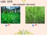 初中  生物  人教版（2024）  七年级上册第一节 观察周边环境中的生物 课件