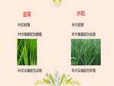 初中  生物  人教版（2024）  七年级上册第一节 观察周边环境中的生物 课件