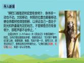初中  生物  人教版（2024）  七年级上册第一节 观察周边环境中的生物 课件
