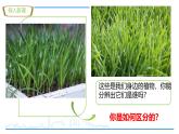 初中  生物  人教版（2024）  七年级上册第一节 观察周边环境中的生物 课件