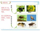 初中  生物  人教版（2024）  七年级上册第一节 观察周边环境中的生物 课件