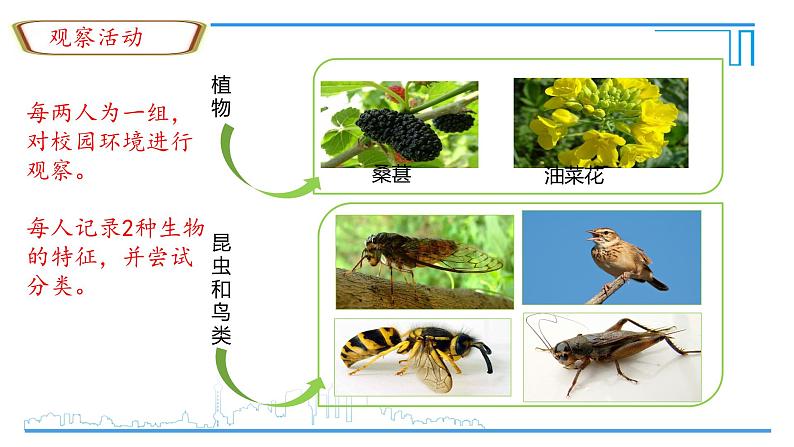 初中  生物  人教版（2024）  七年级上册第一节 观察周边环境中的生物 课件第4页