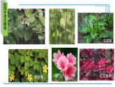 初中  生物  人教版（2024）  七年级上册第一节 观察周边环境中的生物 课件