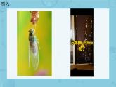 初中  生物  人教版（2024）  七年级上册第一节 观察周边环境中的生物 课件
