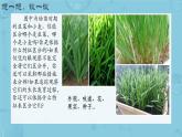 初中  生物  人教版（2024）  七年级上册第一节 观察周边环境中的生物 课件
