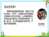 初中  生物  人教版（2024）  七年级上册第一节 观察周边环境中的生物 课件