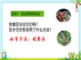 初中  生物  人教版（2024）  七年级上册第一节 观察周边环境中的生物 课件