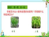 初中  生物  人教版（2024）  七年级上册第一节 观察周边环境中的生物 课件