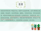 初中  生物  人教版（2024）  七年级上册第一节 观察周边环境中的生物 课件