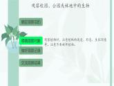 初中  生物  人教版（2024）  七年级上册第一节 观察周边环境中的生物 课件