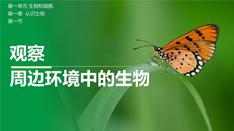 初中  生物  人教版（2024）  七年级上册第一节 观察周边环境中的生物 课件第1页