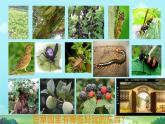 初中  生物  人教版（2024）  七年级上册第一节 观察周边环境中的生物 课件