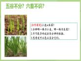 初中  生物  人教版（2024）  七年级上册第一节 观察周边环境中的生物 课件