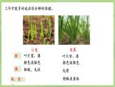 初中  生物  人教版（2024）  七年级上册第一节 观察周边环境中的生物 课件