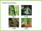 初中  生物  人教版（2024）  七年级上册第一节 观察周边环境中的生物 课件