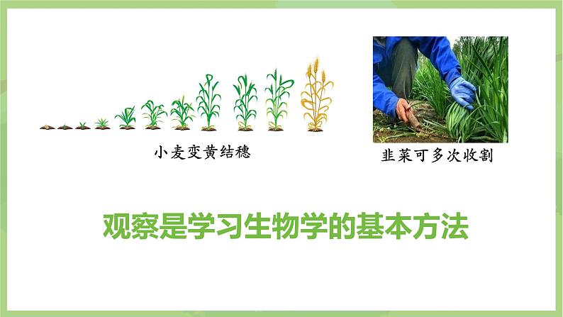 初中  生物  人教版（2024）  七年级上册第一节 观察周边环境中的生物 课件第5页